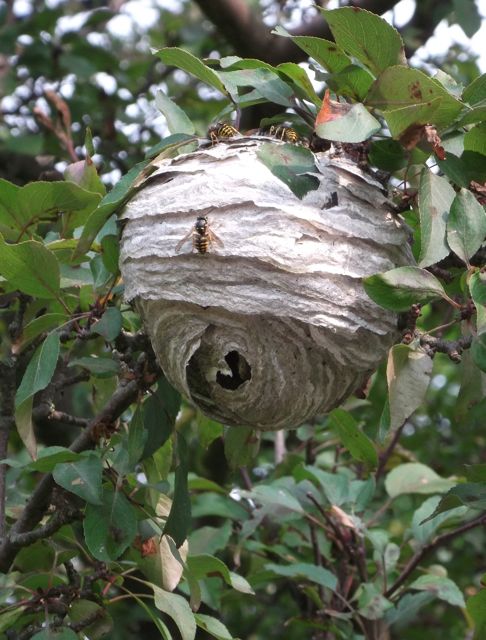 Nest.